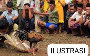 Perjudian Sabung Ayam dan Dadu Serta Cap Jeki di Desa Gunung Tung Nguh Ranuyoso Udah Meresahkan Warga