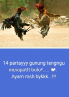 Perjudian Sabung Ayam Kembali  Marak di Gunung Tenguh Ranuyoso, Kinerja Polres dan Polsek Dipertanyakan
