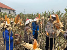 Panen Jagung Serentak Kuartal I 2026 bersama Kapolri, Kapolres Pasuruan Tegaskan Komitmen Ketahanan Pangan