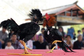 Oknum TNI Aktif, Kuasai Perjudian Sabung ayam di Rowokangkong Lumajang