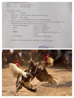 Kontes Ayam Apa Sabung Ayam di Panti, Mampukah Polsek Bertindak Tegas Jika Ada Pelanggaran