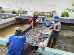 Panen Lele Kembali Berhasil, Lapas I Madiun Tunjukkan Pembinaan Kemandirian di Bidang Perikanan