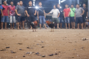 Sabung Ayam Kembali Beroperasi di Kayuwatu, Pala Ating Dinilai Tantang Kapolda Sulut dan Hukum Negara
