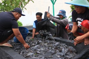 Di Bawah Rintik Hujan, Semangat Warga Binaan Tak Surut Panen Ribuan Lele untuk Kesekian Kalinya