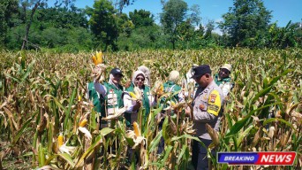 Sinergi Bhabinkamtibmas dan PPL Kawal Panen Jagung di Desa Aeng Sareh Sampang