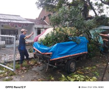 Akibat Hujan Disertai Angin Kencang Tumbangkan Pohon, Menimpa Mobil Pick up di Wonocolo Taman Sidoarjo