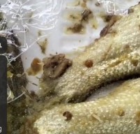 MBG SDN Rongtengah 2 Sampang Diduga Berulat, Penyaluran Program dan Pengawasan Kualitas Makanan di Pertanyakan