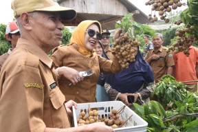 Wabup Sidoarjo Apresiasi Keberadaan Wisata Petik Buah Klengkeng