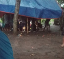 Perjudian Dadu di Pasar Sapi Desa Condro Lumajang Resahkan Warga, Sosok “Yut Kates” Disebut Pemilik Kalangan