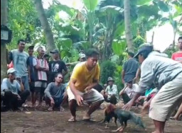 Sabung Ayam Diduga Bebas Beroperasi di Pasirian, Kinerja APH Dipertanyakan