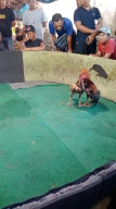 Diduga Arena Sabung Ayam di Joho Gedangan Sidoarjo Kembali Ramai, Warga Soroti Aktivitas Judi