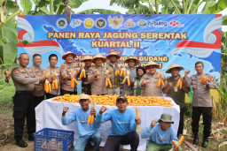 Polsek Kenjeran Bersama Warga Tambak Wedi Baru Sukses Gelar Panen Raya Jagung, Wujud Nyata Ketahanan Pangan Nasional