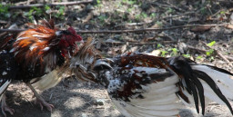 Diduga Berkedok Dana Bersih Desa, Aktivitas Sabung Ayam dan Judi Dadu di Desa Ngroto Jadi Sorotan