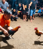 Judi Sabung Ayam Piso di Puncak Minanga Kembali Viral, Dugaan Keterlibatan Oknum Aparat Jadi Sorotan