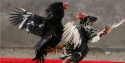 Kalangan Ayam di Ranuyoso Diduga Beroperasi Lagi, Warga Pertanyakan Penegakan Hukum