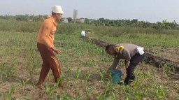 Polisi Bangil Aktif Bersama Kelompok Tani Gempeng Monitoring Lahan Jagung