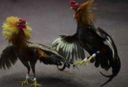 Diduga Ada Aktivitas Sabung Ayam di Pakiskembar Malang, Warga Minta Aparat Lakukan Penelusuran