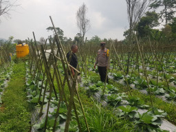 Polisi Turun ke Lahan, Pantau Perkembangan Kubis di Desa Gendro