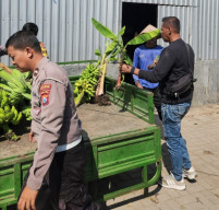Panen Buah, Polres Pelabuhan Tanjung Perak Perkuat Ketahanan Pangan Lewat Hortikultura Pisang