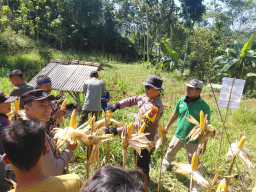 Polres Pacitan Genjot Produktivitas Jagung di Bandar, Dampingi Petani dan Evaluasi Kualitas Benih