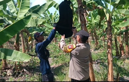 Polsek Rembang Pantau Pekarangan Pangan Bergizi Pisang Cavendish, Dukung Ketahanan Pangan Nasional