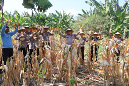 Dukung Asta Cita Presiden, Polres Pelabuhan Tanjung Perak Panen 815 Kg Jagung Pipil di Kenjeran