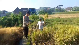 Bhabinkamtibmas Polsek Prigen Bersama Petani Rawat Lahan Padi Dukung Ketahanan Pangan Nasional