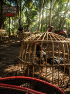 Dugaan Judi Sabung Ayam Kembali Beredar di Lojejer Jember, Masyarakat Dorong APH Lakukan Penyelidikan