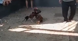 Sabung Ayam Semakin Meraja Rela Polres Pasuruan Berani Kah Tutup Permanen Kalangan Perjudian 