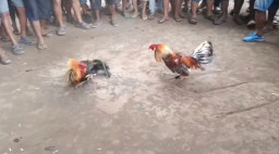 Arena Diduga Judi Sabung Ayam di Tikala Baru Kembali Ramai, Nama Yosi Disebut sebagai Penyelenggara