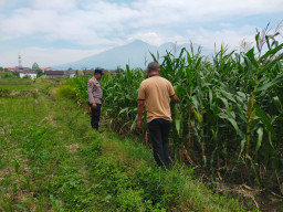 Bhabinkamtibmas Sukorejo Dampingi Petani Pantau Pertumbuhan Jagung