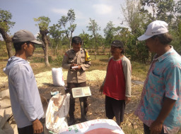 Polisi Dampingi Petani Bantu Distribusi 2,8 Ton Jagung Petani Rebono ke Bulog 
