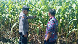 Bhabinkamtibmas Polsek Sukorejo Dorong Petani Optimalkan Lahan Produktif