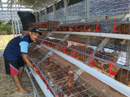 Dukung Kemandirian Melalui Ketahanan Pangan, Lapas I Madiun Dorong Budidaya Ayam Petelur Warga Binaan