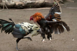 Dugaan Sabung Ayam dan Judi Cap Jeki di Desa Srigading Malang Diduga Dikelola MUH, Warga Minta Polisi Bertindak