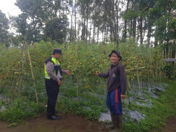 Tanaman Tomat di Pungging Tumbuh Baik, Bhabinkamtibmas Dukung Suksesnya Ketahanan Pangan Nasional
