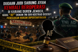 Sabung Ayam Kembali Beroperasi di Karang Duren Jember, Nama Oknum TNI 509 Kostrad Disebut, Penegakan Hukum Dipertanyakan