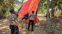 Pembongkaran Lokasi Sabung Ayam di Karang Duren Jember, Saat Dicek Tidak Ada Aktivitas