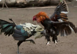 Dugaan Judi Sabung Ayam dan Dadu Marak di Pakis Malang, Dua Lokasi Jadi Sorotan