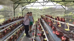 Budidaya Ayam Petelur di Kalisat Berkembang Baik, Bhabinkamtibmas Dukung Ketahanan Pangan