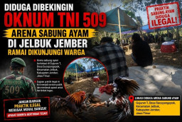 Diduga Dibekingin Oknum TNI 509 Arena Sabung Ayam di Jelbuk Jember Ramai Dikunjungi Warga