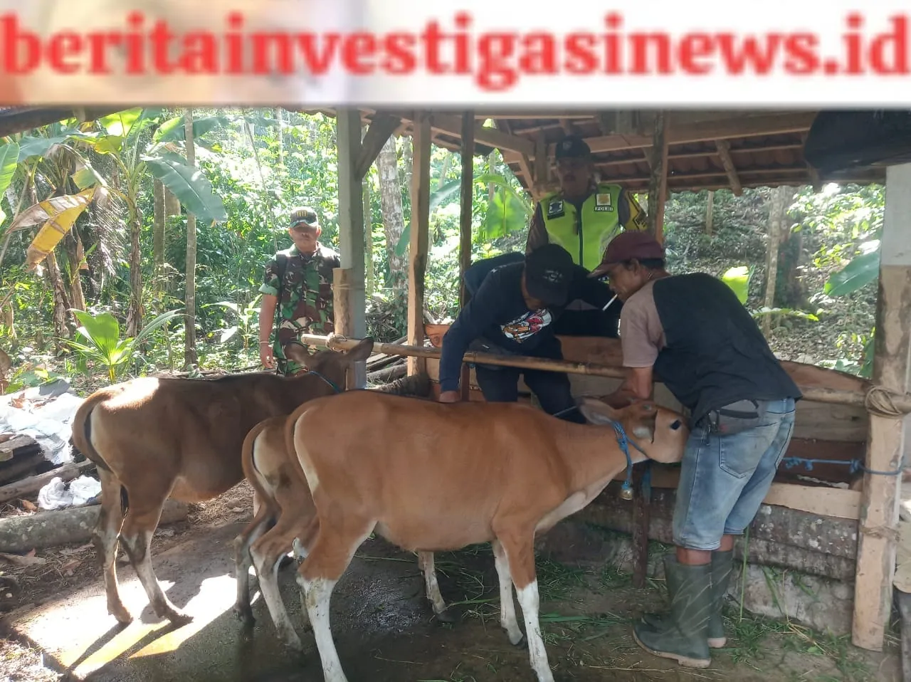 Gencarkan Pencegahan, Babinsa Kawal Petugas Kesehatan Hewan Vasinasi PMK