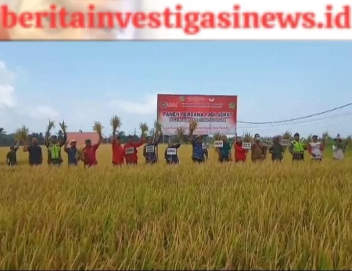 Panen Perdana Padi Demplot Organik Babinsa Bersama Petani Ciptakan Terobosan Terbaru