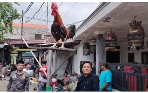 Pagelaran Lomba Ayam Kekok Aliansi Madura Indonesia, Dihadiri 4 Kabupaten Madura Raya