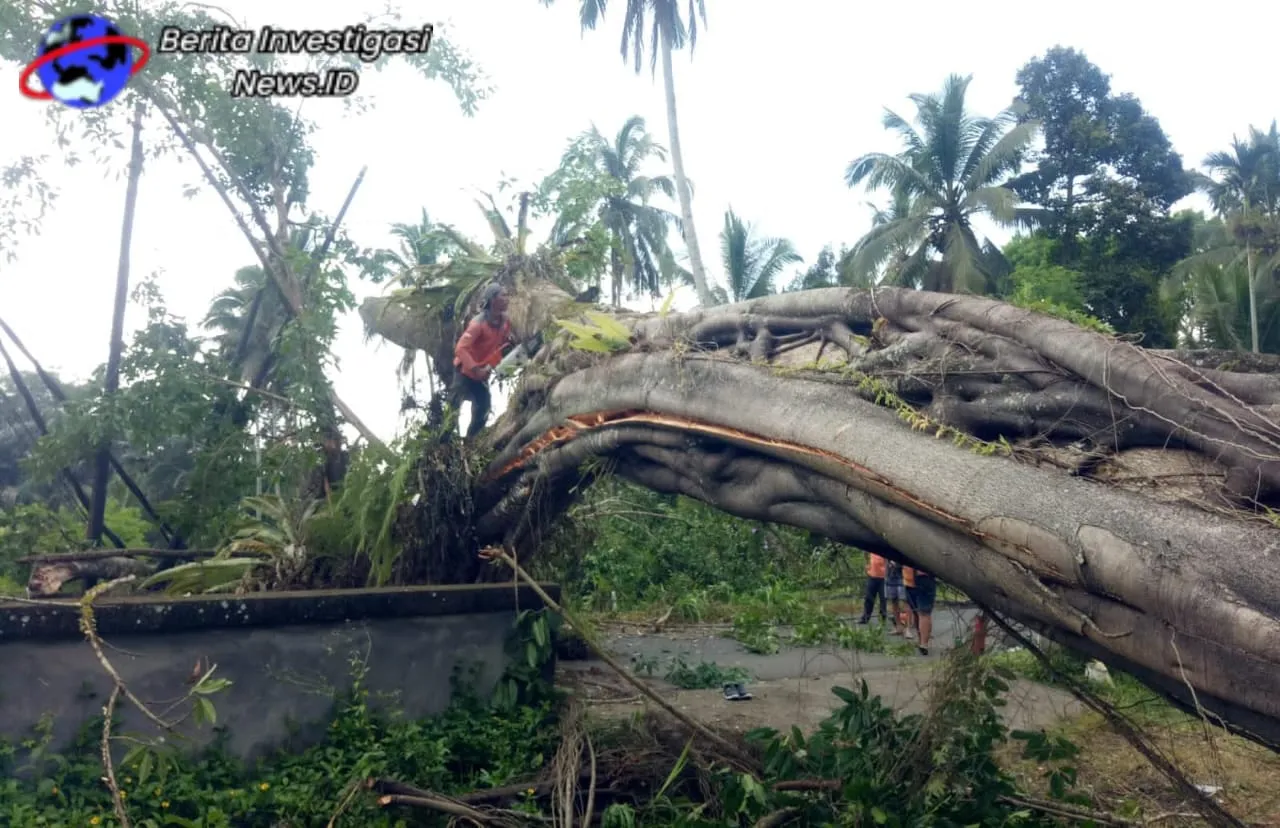 Singkirkan Pohon Tumbang Yang Menutupi Jalan Raya Taro