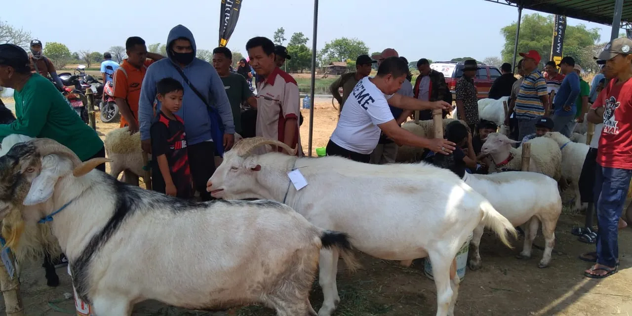 Wakil Bupati Sidoarjo Gelar Acara Silaturahmi Antar Peternak Kambing Domba, Untuk Meningkatkan Ketahanan Pangan di Wilayah Sidoarjo