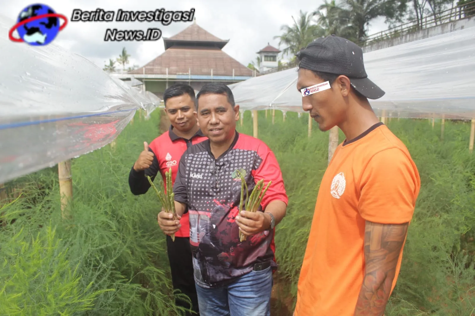 Bukti Keberhasilan Pembinaan, Lapas Narkotika Bangli Panen Asparagus setiap Hari