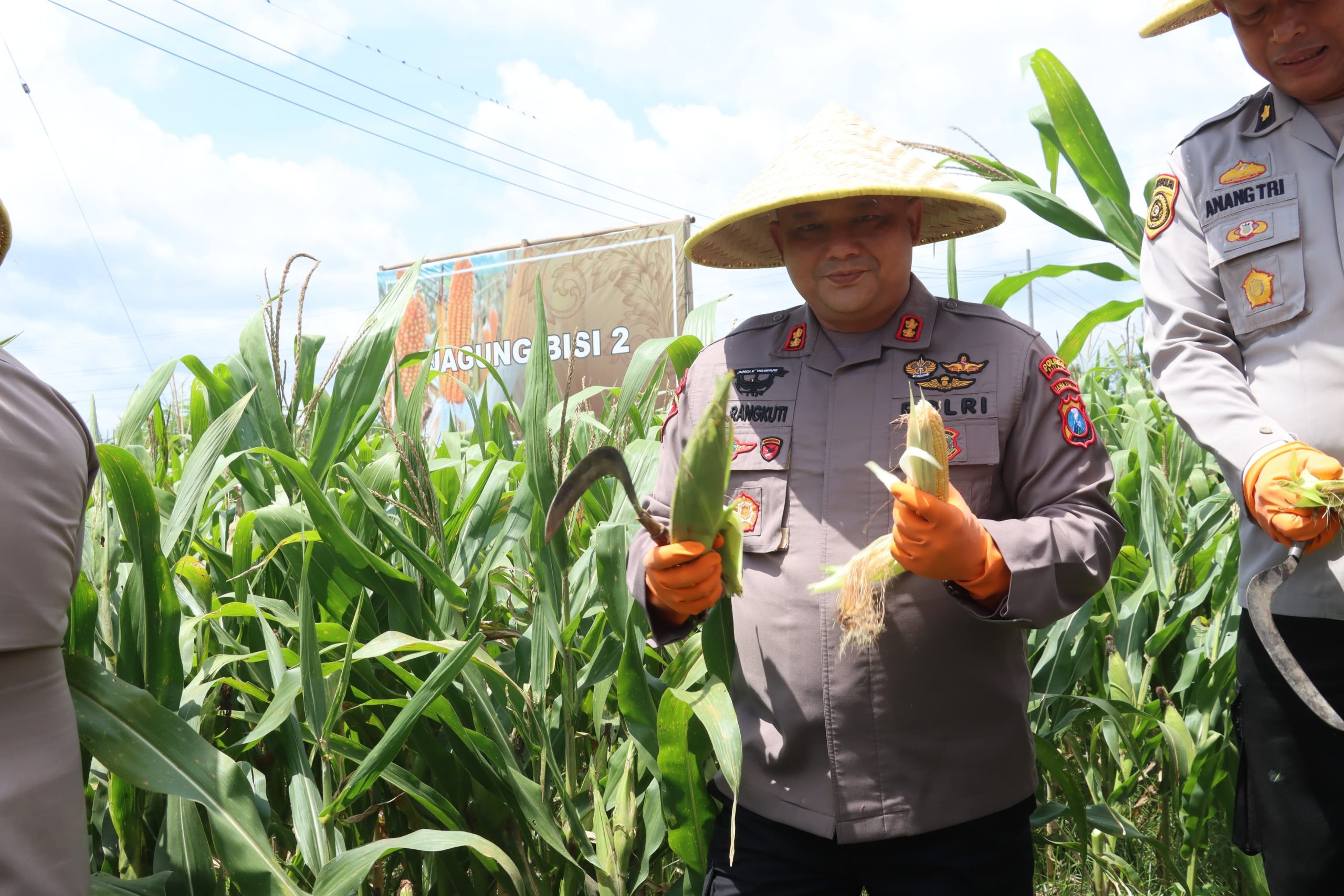 Polres Blitar Panen Kedua Jagung Swasembada Untuk Anggota dan Masyarakat