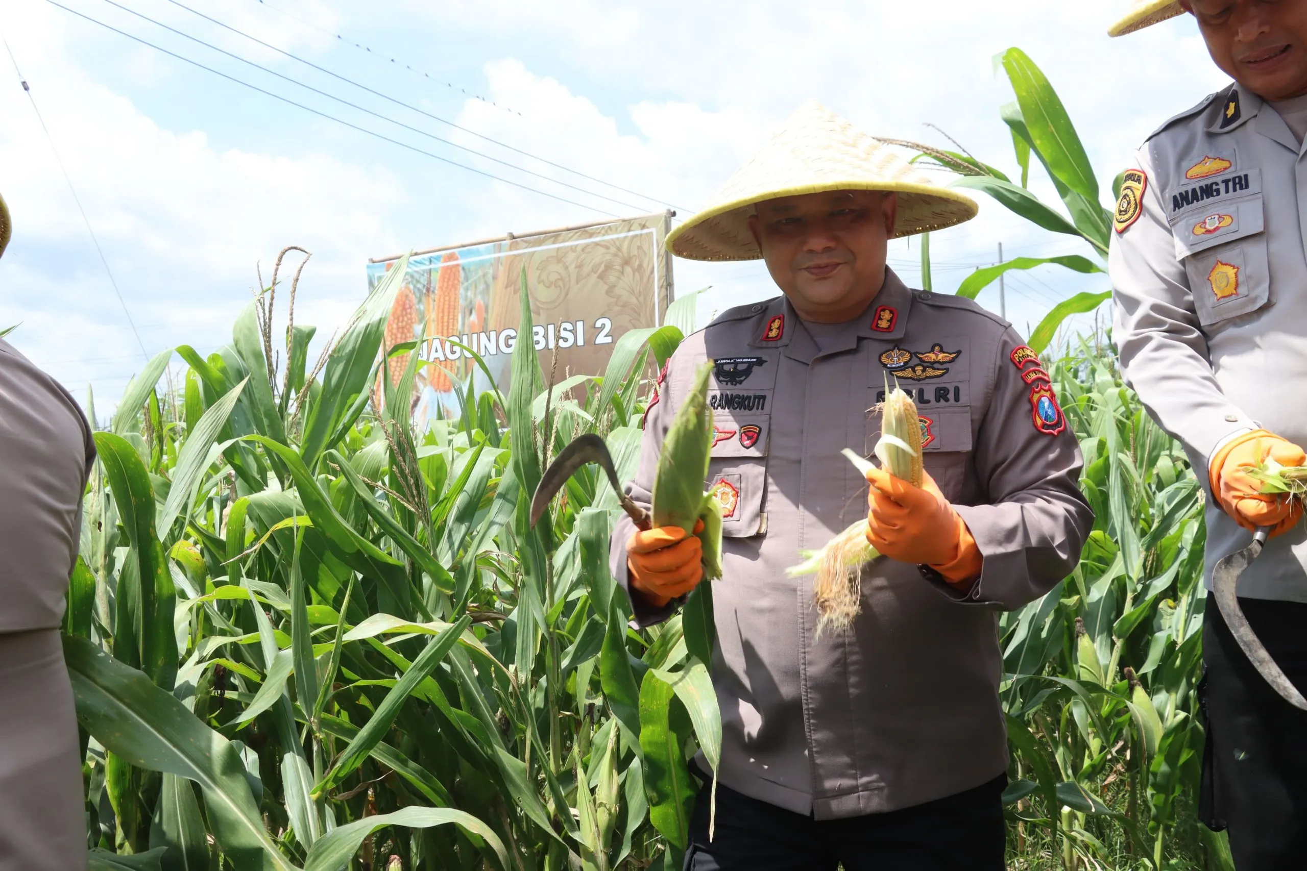 Polres Blitar Panen Kedua Jagung Swasembada Untuk Anggota dan Masyarakat