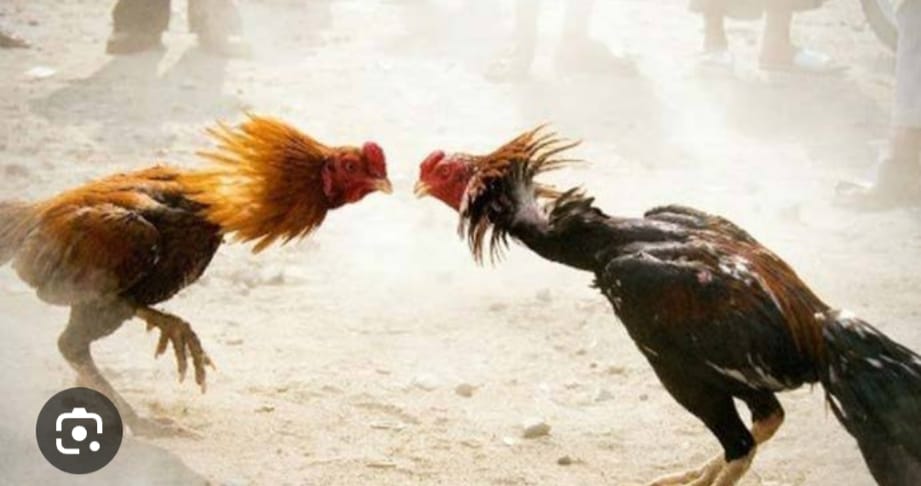 Kalangan Judi Sabung Ayam di Karangsono Siraman Kesamben Blitar Jadi Ajang Bisnis Menggiurkan